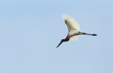 Jabiru (Jabiru mycteria) in flight, Pantanal, Mato Grosso, Brazil, South America