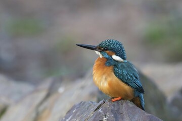 Kingfisher (Alcedo atthis) male sitting on stone, Hesse, Germany, Europe