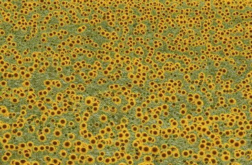 Sunflowers (Helianthus annuus), field, cultivations in the Campiña Cordobesa, Cordoba province, Andalusia, Spain, Europe