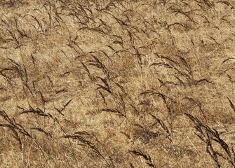 Detail of dry grass, Cadiz province, Andalusia, Spain, Europe