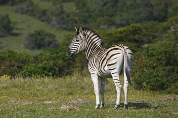 Zebra (Equus quagga burchelli) Burchell's Zebra, Addo Elephant National Park, South Africa, Africa
