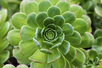 Leaf rosette of houseleek tree (Aeonium), La Gomera, Canary Islands, Spain, Europe