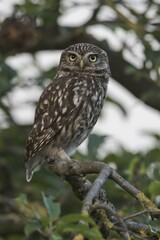 Little owl (Athene noctua), sitting in a tree, Emsland, Lower Saxony, Germany, Europe