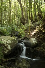 Creek flows through Cloud Forest, Garajonay National Park, La Gomera, Canary Islands, Spain, Europe