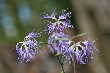 Large Pink (Dianthus superbus), Baden-Württemberg, Germany, Europe