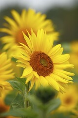 Sunflowers (Helianthus annuus)
