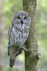 Great grey owl, (Strix nebulosa) sitting on branch, captive, Germany, Europe