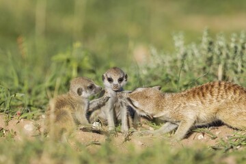 Fototapeta premium Suricates (Suricata suricatta), female grooming one of its two young, at their burrow, during the rainy season in green surroundings, Kalahari Desert, Kgalagadi Transfrontier Park, South Africa, Africa