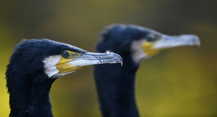 Great cormorants (Phalacrocorax carbo), Portrait, Baden-Württemberg, Germany, Europe