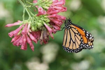 Monarch butterfly (Danaus plexippus), found in North America and northern South America