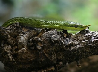 Rhinoceros ratsnake (Gonyosoma boulengeri), adult, captive, occurrence North Vietnam