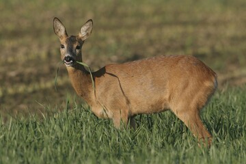 Roe deer (Capreolus capreolus), female, in oat field (Avena fatua)
