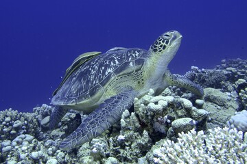 Fototapeta premium Green turtle (Chelonia mydas) with ship holder (Remora remora), dive site House Reef, Mangrove Bay, El Quesir, Egypt, Red Sea, Africa