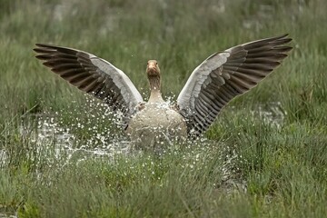 Greylag goose (Anser anser) flying, Germany, Europe