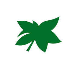 tropical leaves illustration
