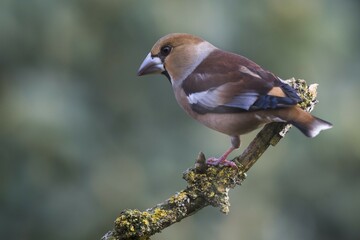 Hawfinch (Coccothraustes coccothraustes), sits on branch, Emsland, Lower Saxony, Germany, Europe