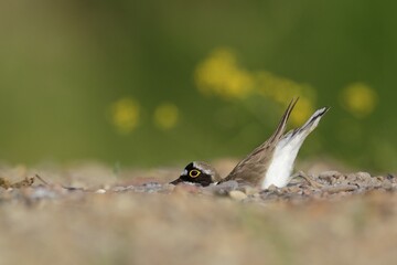 Little ringed plover (Charadrius dubius), animal scraping a nesting hole in the gravel, Biosphere Reserve Middle Elbe, Dessau-Roßlau, Saxony-Anhalt, Germany, Europe