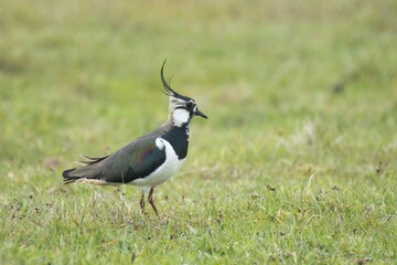 Northern lapwing (Vanellus vanellus) standing in meadow, Emsland, Lower Saxony, Germany, Europe