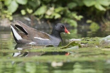 Common moorhen (Gallinula chloropus) swimming in the water, Emsland, Lower Saxony, Germany, Europe