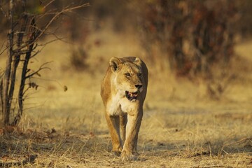 Lion (Panthera leo), female walking towards open area, Savuti, Chobe National Park, Botswana, Africa