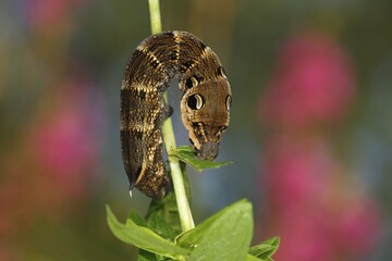 Elephant Hawk-moth (Deilephila elpenor), brown caterpillar just before pupation, on purple loosestrife (Lythrum salicaria)