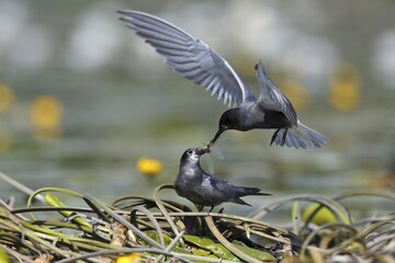 Black tern (Chlidonias niger), courtship feeding, male presents female large dragonfly in nest, Nature Park Peental, Mecklenburg-Western Pomerania, Germany, Europe