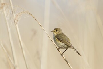 Willow Warbler (Phylloscopus trochilus) perched on reed, Hesse, Germany, Europe