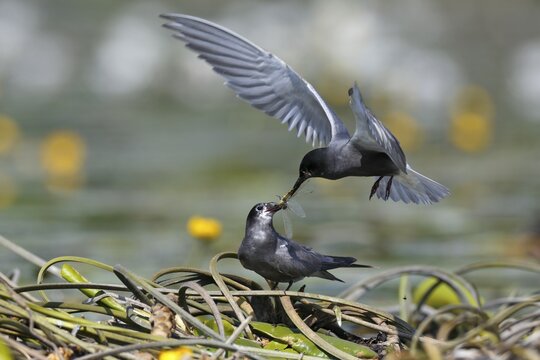 Black tern (Chlidonias niger), courtship feeding, male presents female large dragonfly in nest, Nature Park Peental, Mecklenburg-Western Pomerania, Germany, Europe