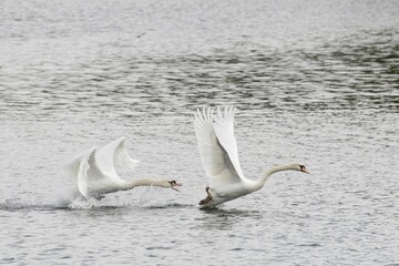 Mute Swan (Cygnus olor) scaring rival from his territory, Hesse, Germany, Europe