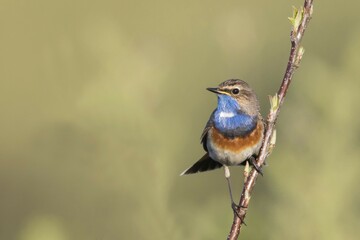 Bluethroat (Luscinia svecica), sitting on branch, Texel, province of North Holland, The...