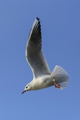 Black-headed gull (Chroicocephalus ridibundus) in flight, blue sky, Kemnade, North Rhine-Westphalia, Germany, Europe
