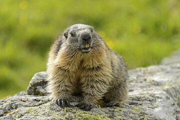 Alpine marmot (Marmota Marmota) on rock, High Tauern National Park, Austria, Europe