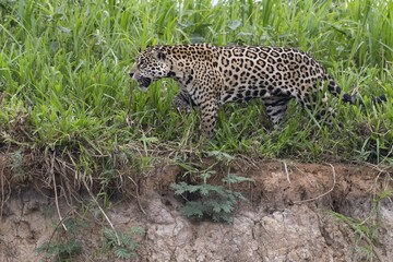 Jaguar (Panthera onca) walking on the shore, Cuiaba river, Pantanal, Mato Grosso, Brazil, South America