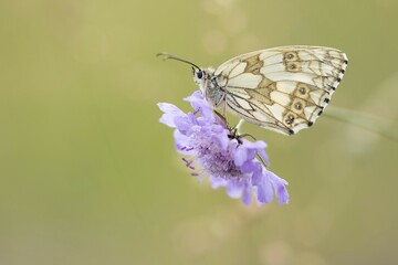 Female marbled white (Melanargia galathea) on field scabious (Knautia arvensis), Hesse, Germany, Europe