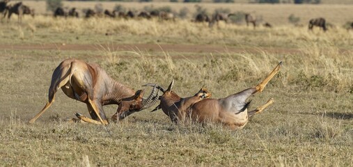 Fight between two Topi lei antelope bulls, Maasai Mara Game Reserve, Kenya, Africa