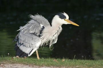 Grey heron (ardea cinerea) shaking its plumage, North Hesse, Hesse, Germany, Europe