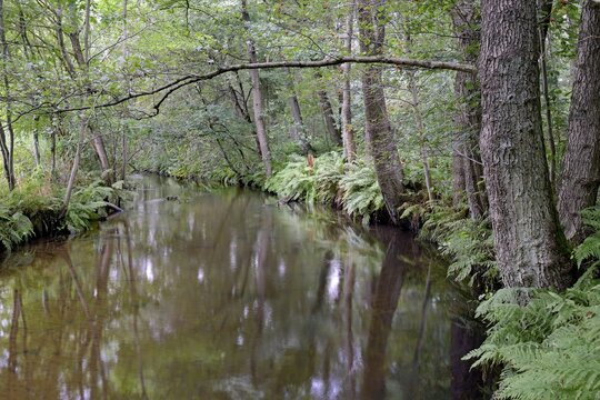 Typical flowing watercourse, river &Ouml;rtze with alder marsh, S&uuml;dheide nature park Park, L&uuml;neburg Heath, Lower Saxony, Germany, Europe
