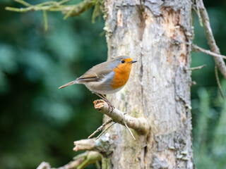 Rotkehlchen (Erithacus rubecula)