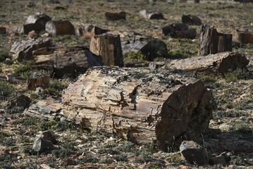 Petrified tree in Bosques Petrificados de Jaramillo National Park, Patagonia, Argentina, South...