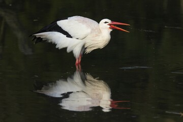 White Stork (Ciconia ciconia) foraging for food, Münsterland, North Rhine-Westphalia, Germany, Europe