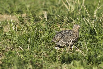 Common quail (Coturnix coturnix) in field, Lower Austria, Austria, Europe