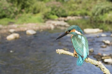 Perched kingfisher (Alcedo atthis), Hesse, Germany, Europe