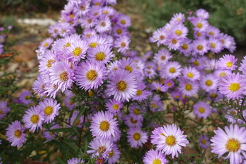 Bountiful amount of pink flowers of Michaelmas daisies in October