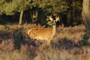 Red Deer (Cervus elaphus), hind, watching for potential danger, in the evening light with heather, Hoge Veluwe, The Netherlands, Europe