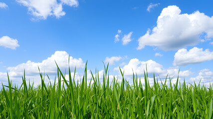 Fototapeta premium Green grass and blue sky with white clouds