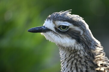 Northern lapwing (Vanellus vanellus), animal portrait, captive, Germany, Europe