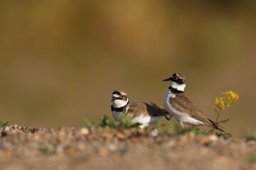 Little ringed plovers (Charadrius dubius), courtshiping animal couple, Middle Elbe Biosphere...