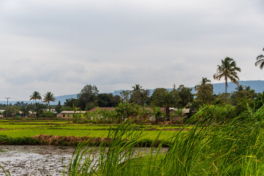 Oudoor shot of a rice plantation in the town of Mto Wa Mbu in Tanzania.