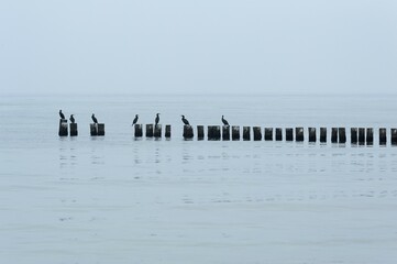 Common Cormorants (Phalacrocorax carbo) perched on groynes on the Baltic Sea beach, Ahrenshoop,...