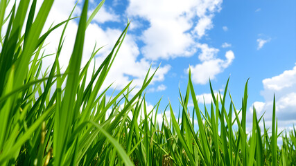 Obraz premium Green grass and blue sky with white clouds